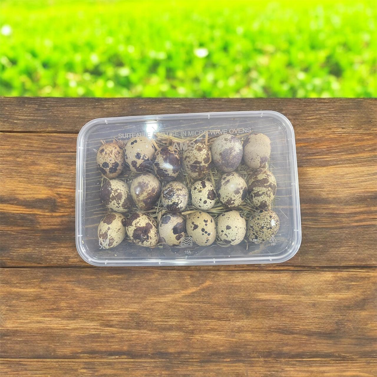 Quail Eggs 18 Pcs