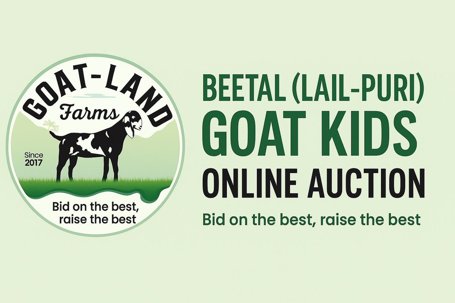 Premium Beetal (Lail-Puri) Goat Kids Online Auction