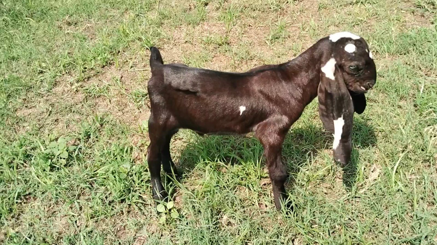 Male Tag ID1796298