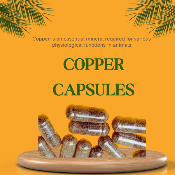 Copper Capsule 2Gm