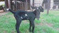 Male Tag Id 1496855