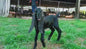 Male Tag Id 1496862