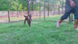 Male Tag Id 1496863