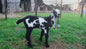Male Tag Id 1496891
