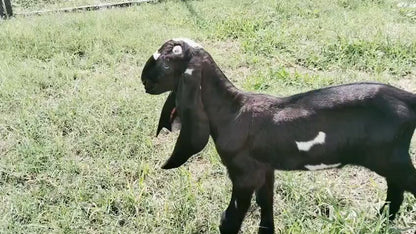 Male Tag ID1796298