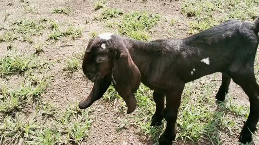 Male Tag Id 1496301