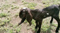 Male Tag Id 1496301