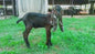 Male Tag Id 1496872